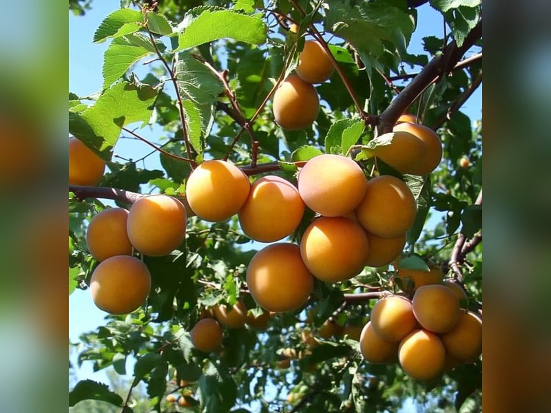 Лель