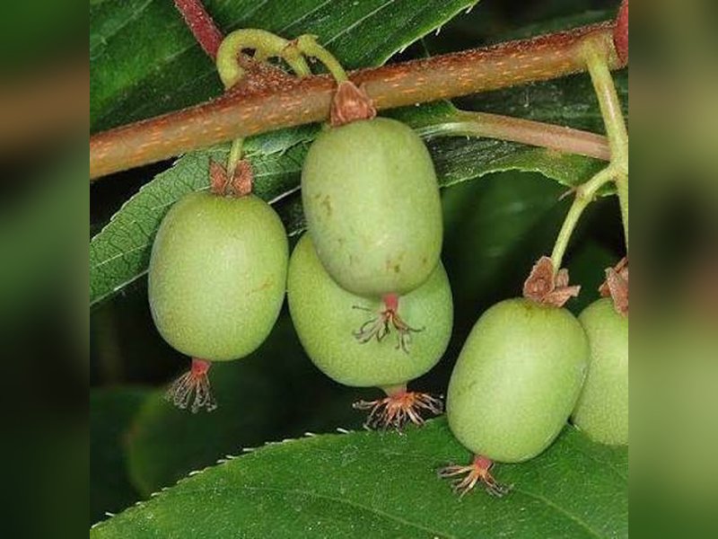 Лунная