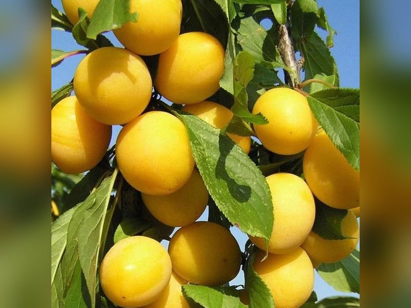Царская