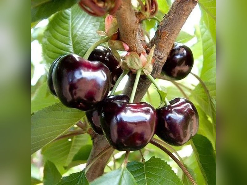 Шнайдер Шпете