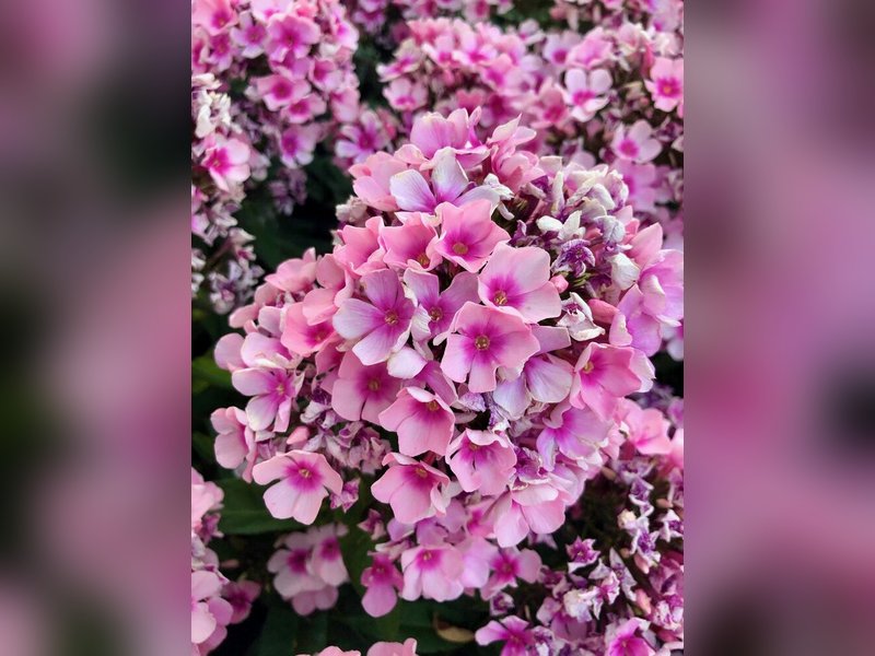 Флокс метельчатый Брайт Айз