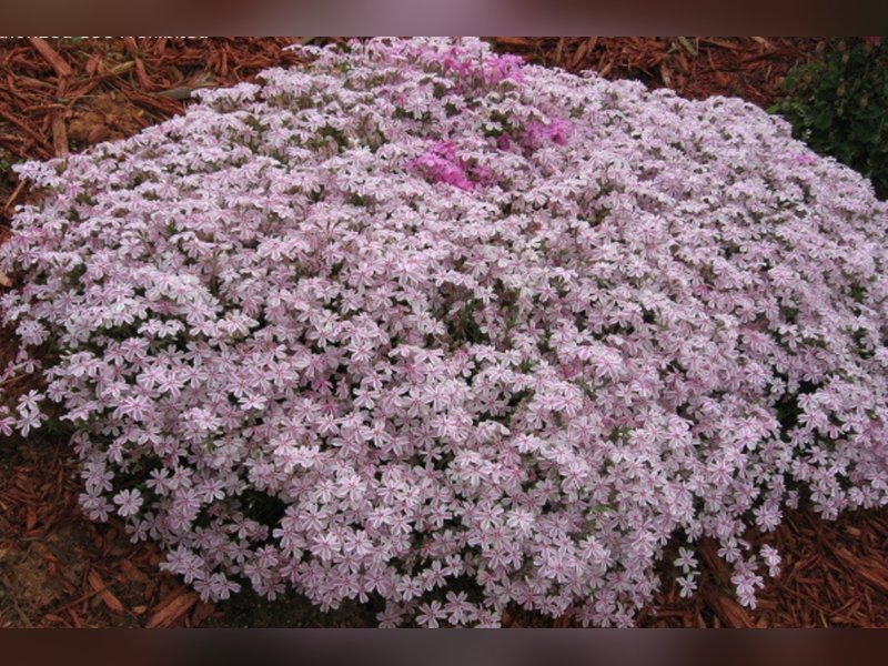 Флокс шиловидный Кэнди Страйпс