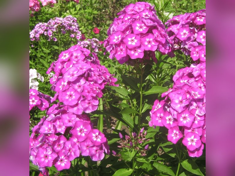 Флокс метельчатый Лаура