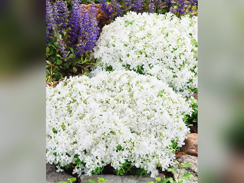 Флокс шиловидный Уайт Делайт