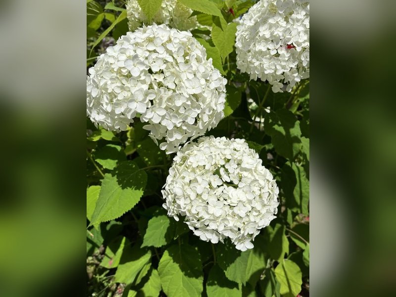 Гортензия древовидная Грандифлора