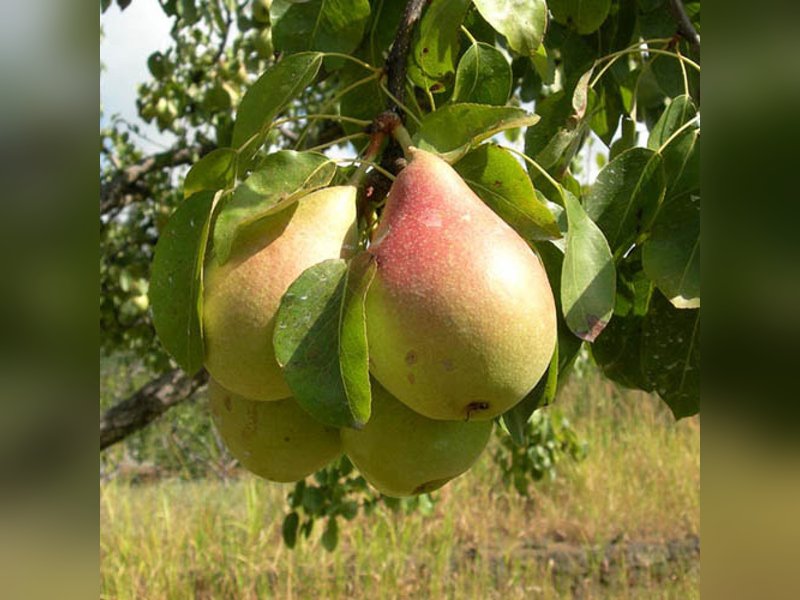 Лесная красавица