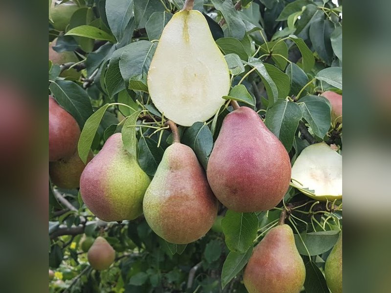 Любимица Клаппа