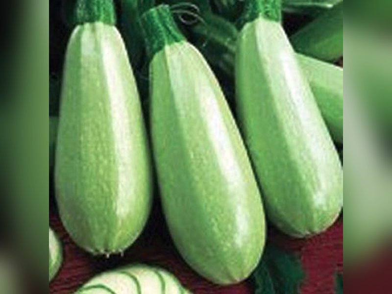Кабачок Грибовские 37