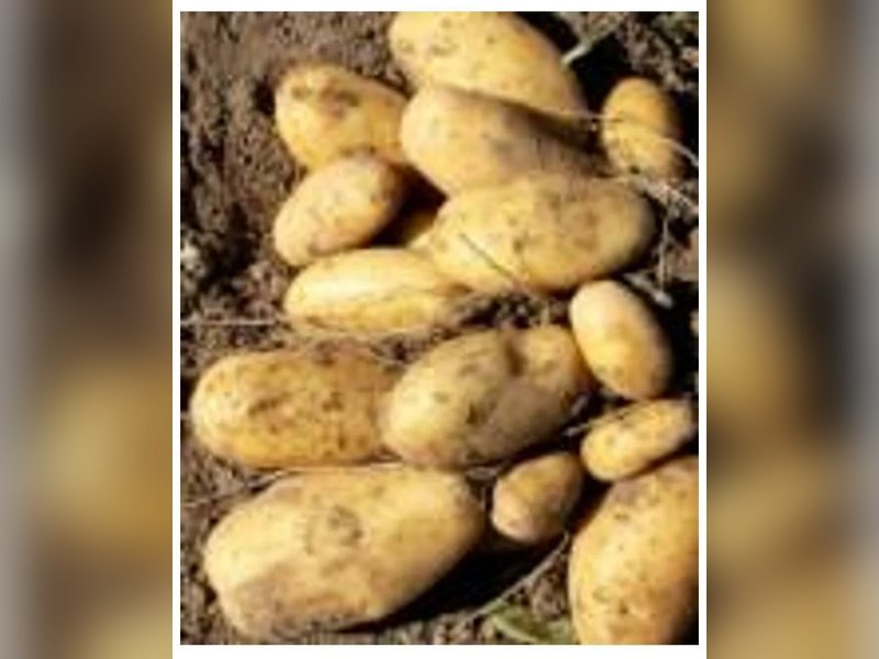 Картофель Атлант