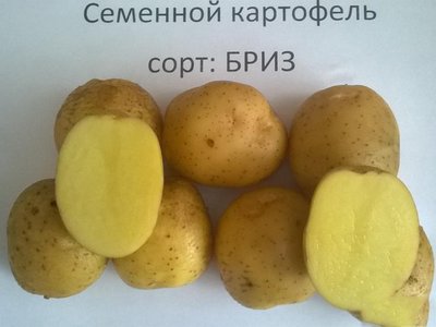 Бриз