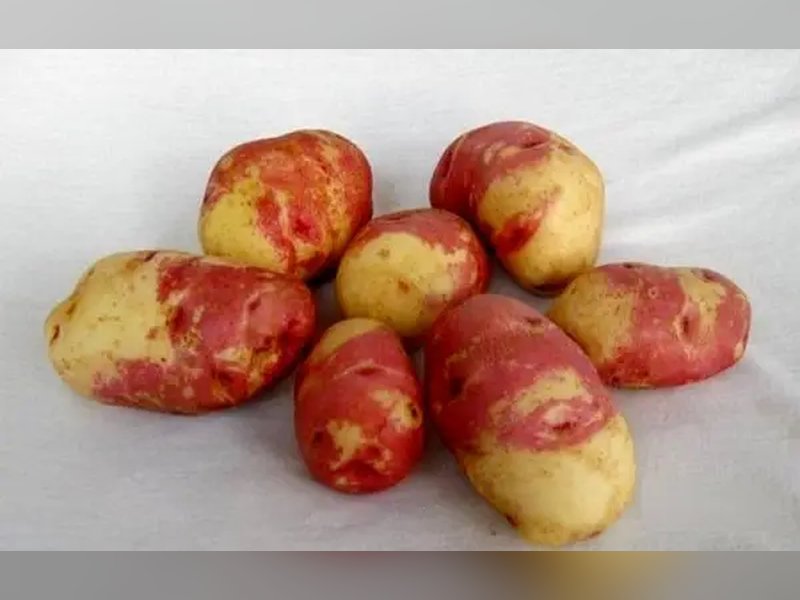 Картофель Пикассо