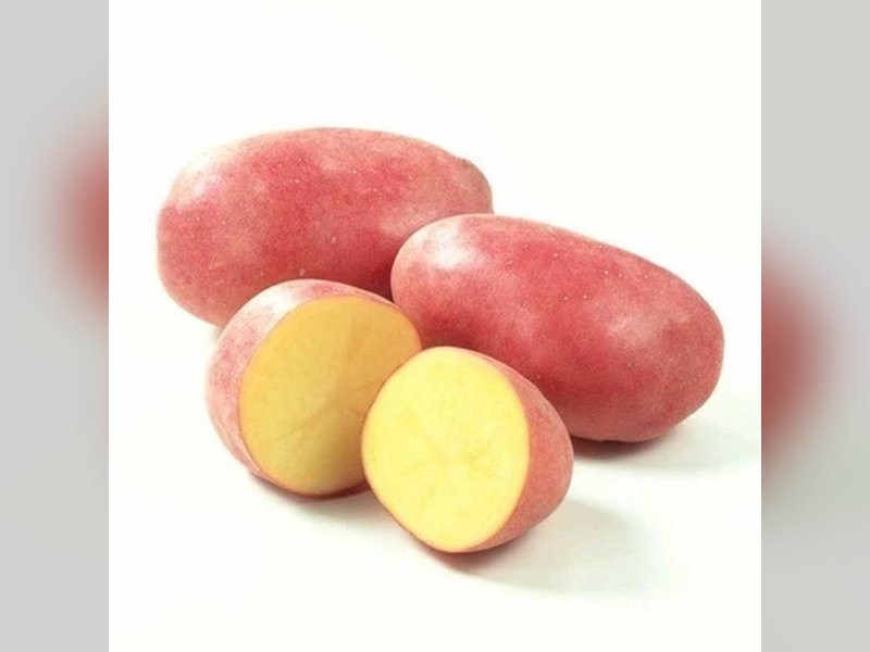 Картофель Рокко