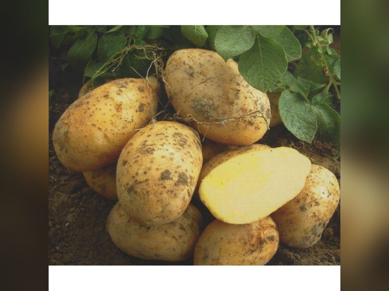 Картофель Удача