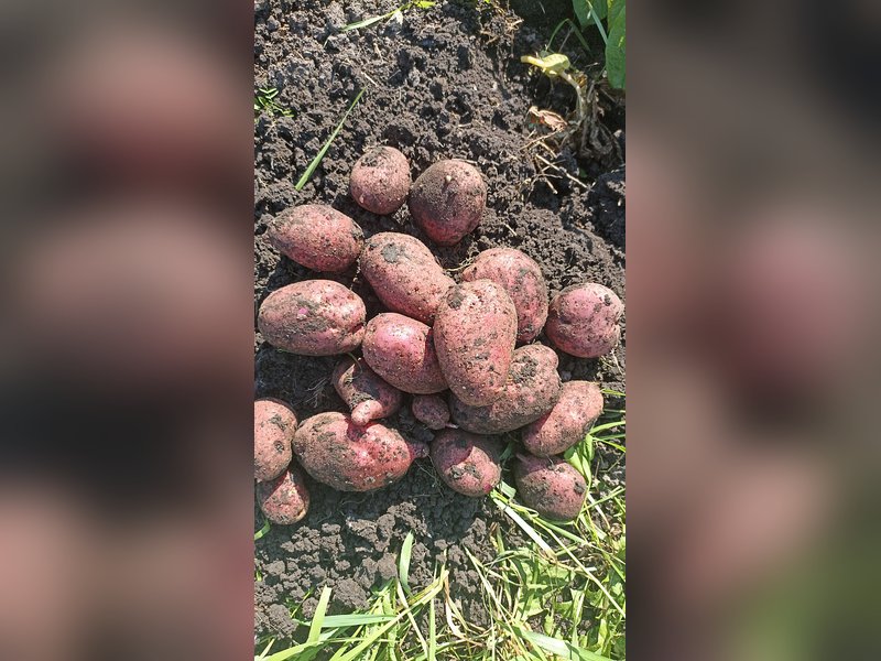 Картофель Жуковский ранний