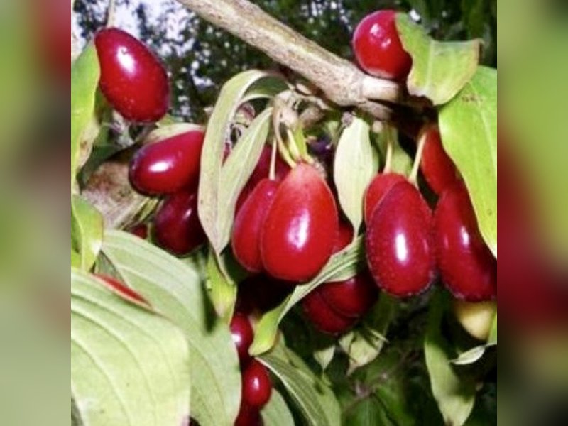 Экзотический