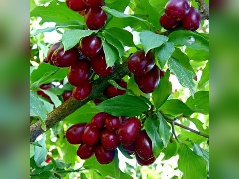 Семён