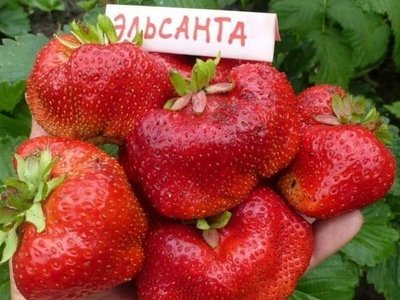 Эльсанта