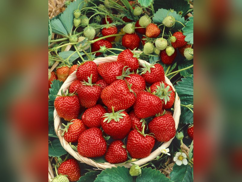 Эльвира — Клубника