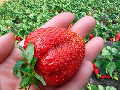 Гигантелла Максим