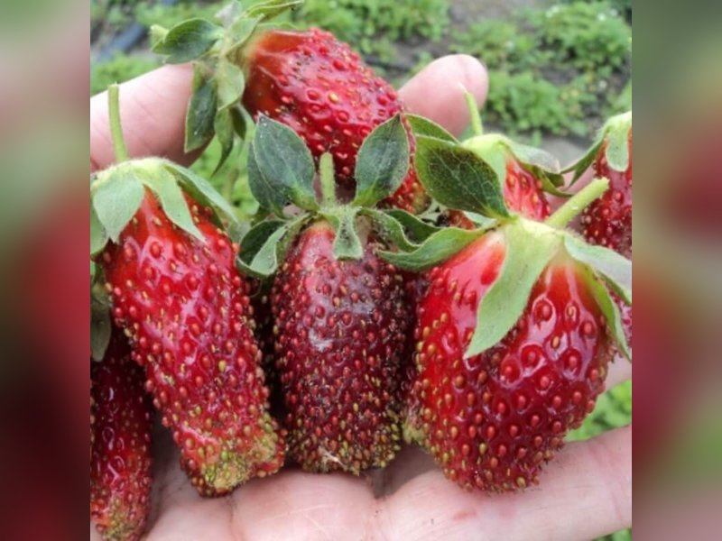 Купчиха