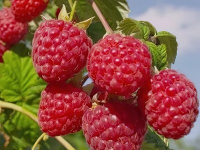 Глен Ампл
