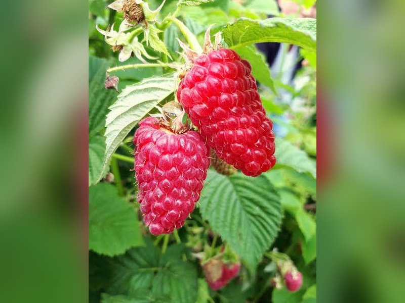 Пшехиба