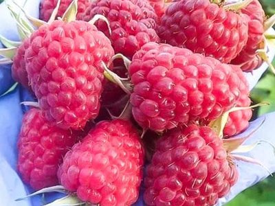 Сенатор