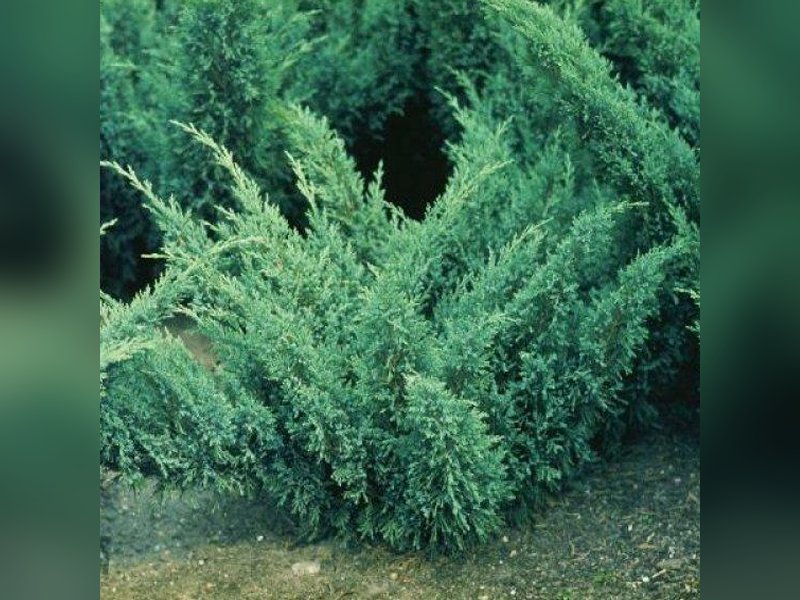 Блю Дануб