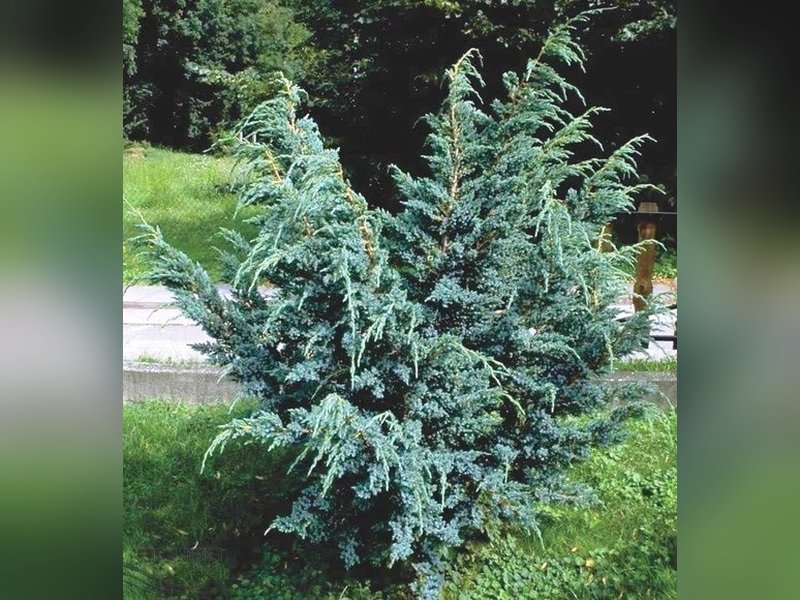 Блю Альпс
