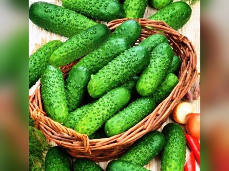 Бочковой засолочный