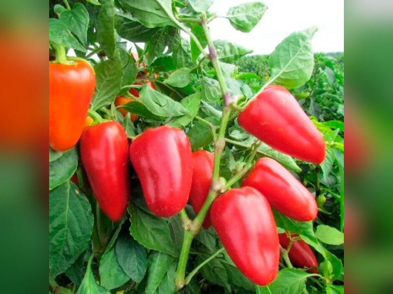 Перец Атлант