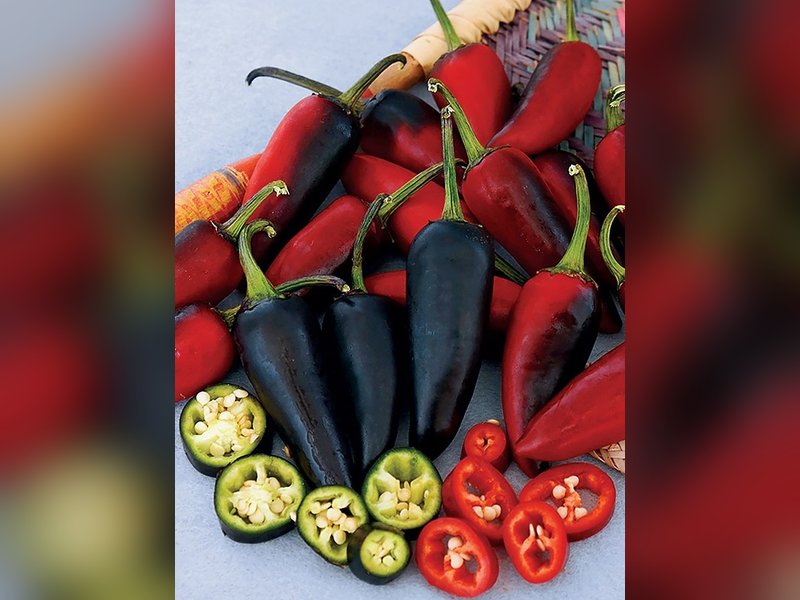 Халапеньо пурпурный (Jalapeno Purple)