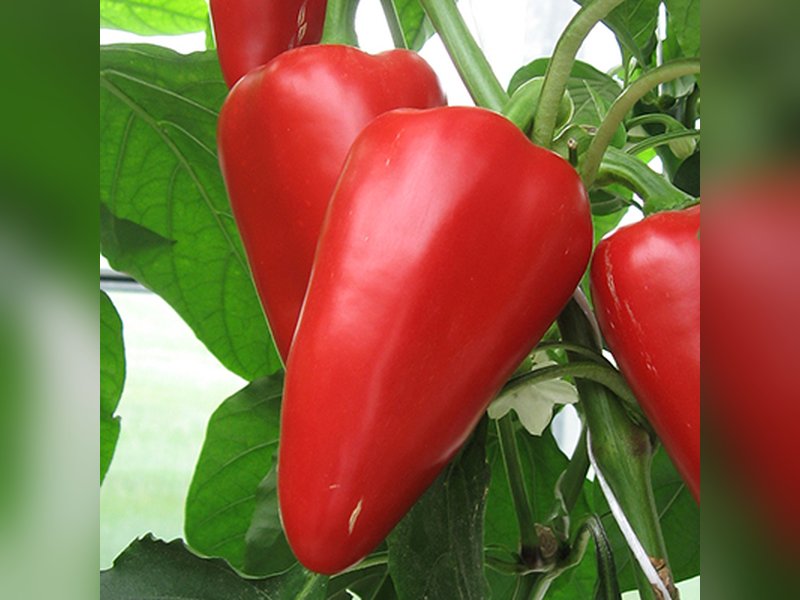 Купец