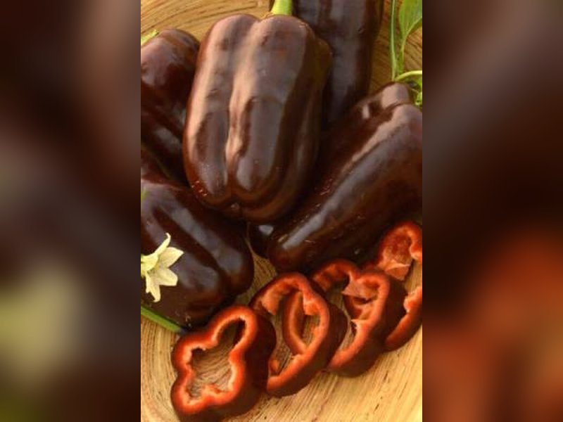 Шоколадный красавец