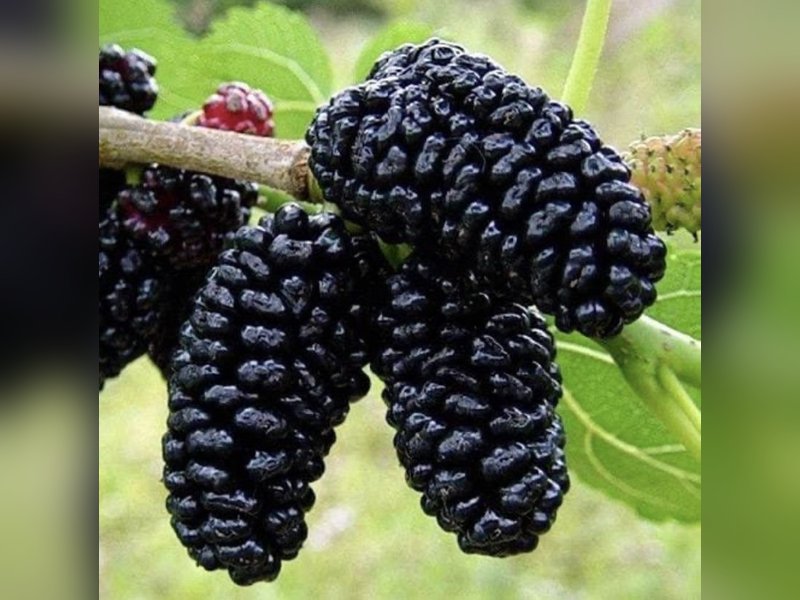 Чёрная баронесса