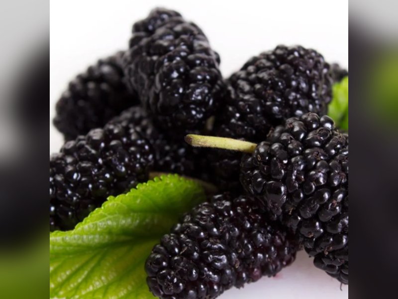 Галиция