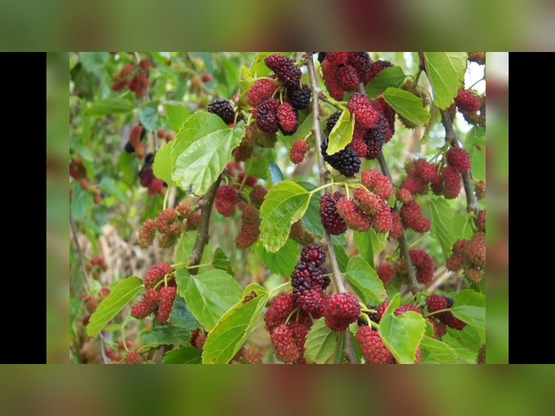 Смоленская розовая