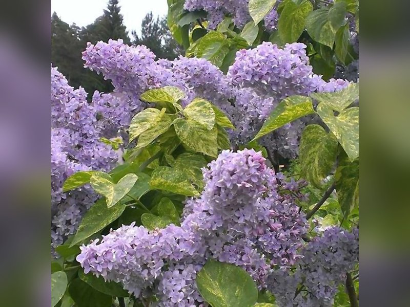 Сирень Аукубафолия