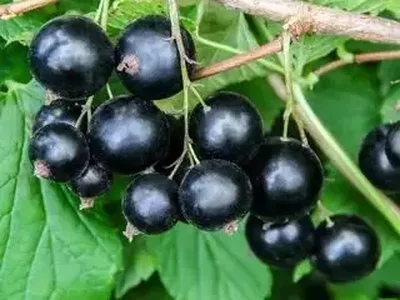 Дубровская — сорт для посадки в октябре