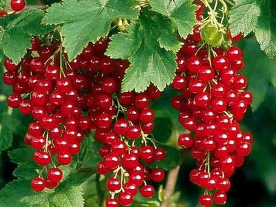 Голландская красная