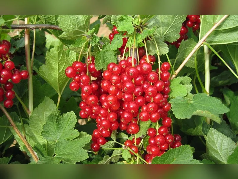 Каскад — сорт для посадки в октябре
