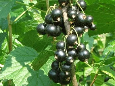 Лентяй — сорт для посадки в октябре