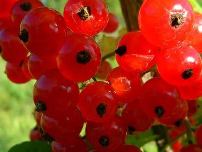 Ранняя сладкая