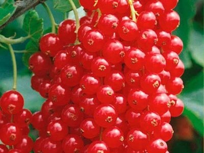 Сахарная