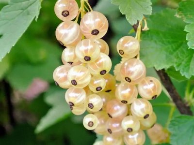 Уральская белая