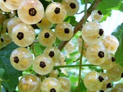 Версальская белая