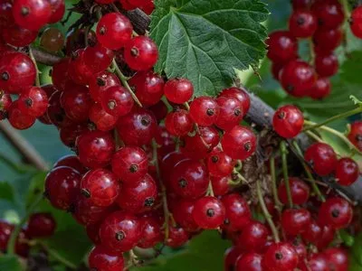 Виксне — сорт для посадки в октябре