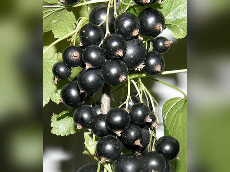 Зелёная дымка