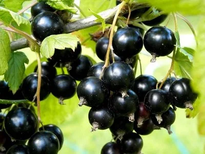 Зуша — сорт для посадки в октябре