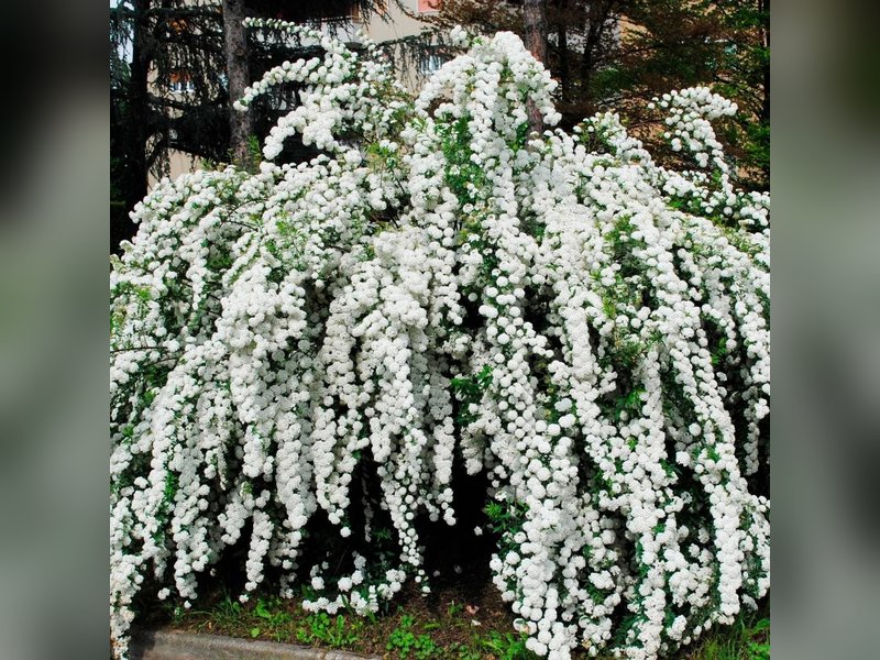 Сноумаунд